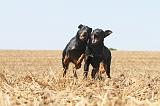 BEAUCERON 091